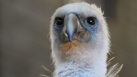 Griffon Vulture