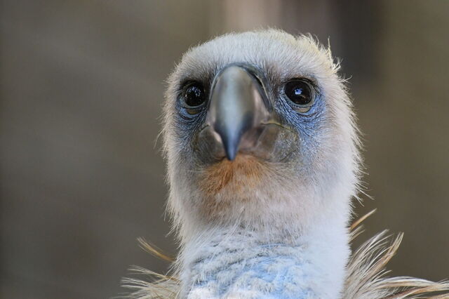 Griffon Vulture