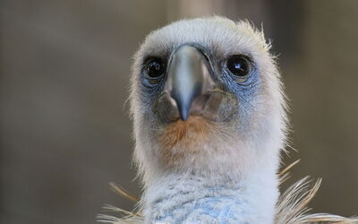 Griffon Vulture