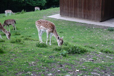 Parc Animalier de la Grande Jeanne, deer