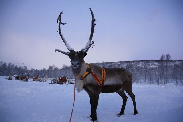 Reindeer in Lapland