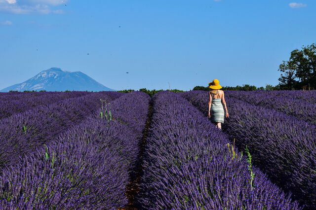 Lavender in Provence