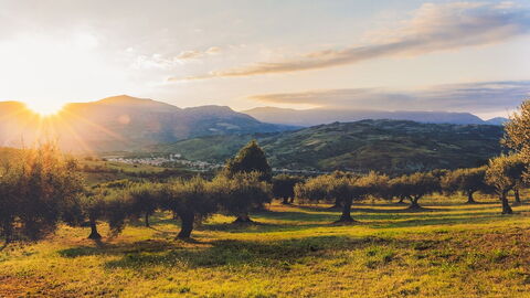 Olive groves