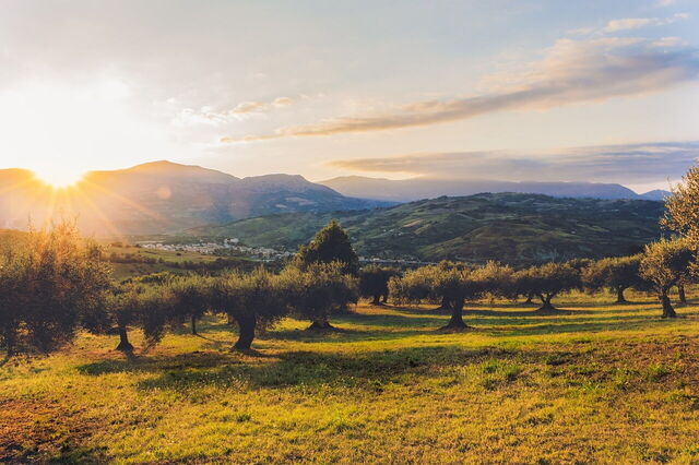 Olive groves
