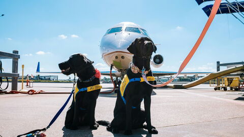 Dogs ready for a flight