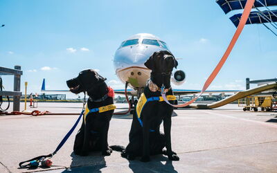 Dogs ready for a flight