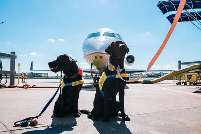 Dogs ready for a flight