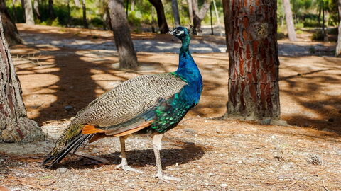 Kos, peacock