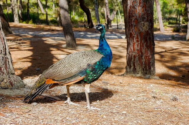 Kos, peacock