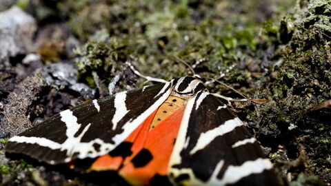 Valley of the Butterflies, Rhodes