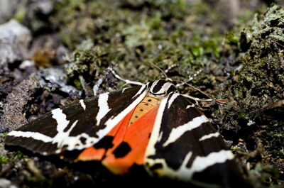 Valley of the Butterflies, Rhodes