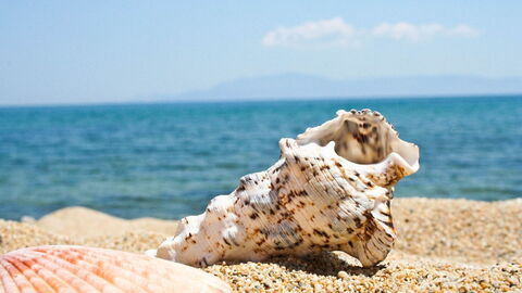 Shell
