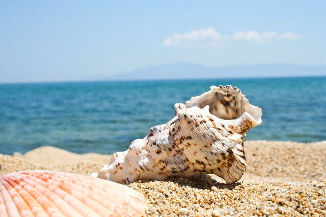 Shell