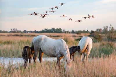 Horses in Camargue