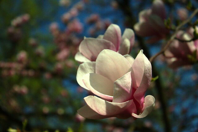 Botanical Garden of Zagreb, Magnolia