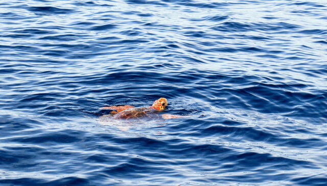 Loggerhead turtle