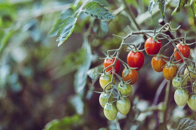 Tomatoes