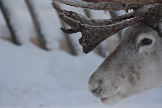 Reindeer, Finland
