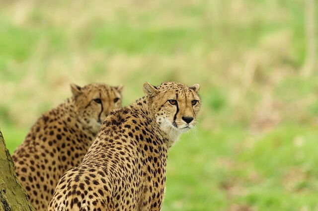 Acinonyx jubatus, Parc des Félins