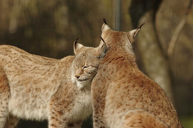 Lynx, Parc des Félins