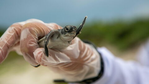A baby turtle