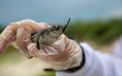 A baby turtle
