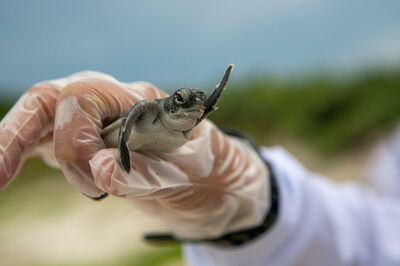A baby turtle