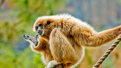 A White-handed gibbon