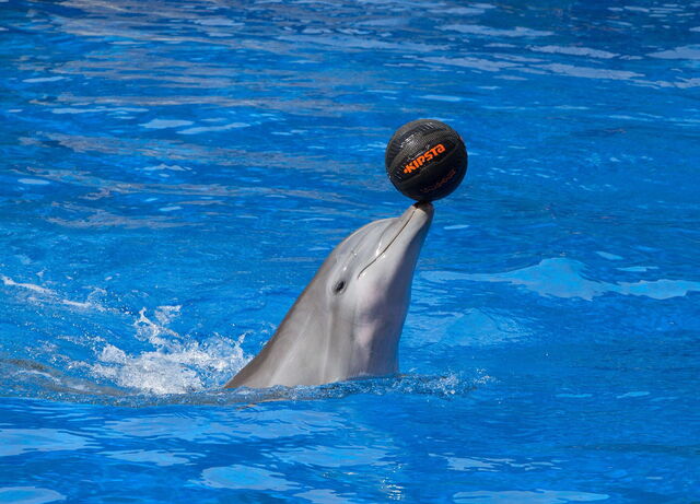 Dolphin in Palmitos Park