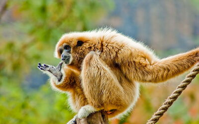 A White-handed gibbon