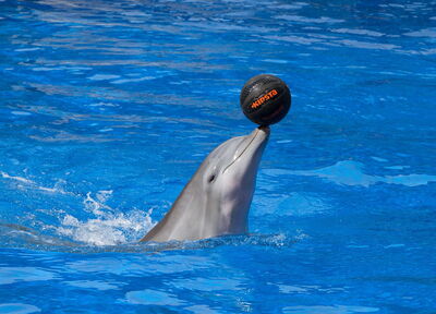 Dolphin in Palmitos Park