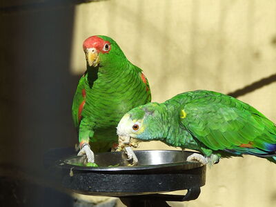 Parrots in Palmitos Park