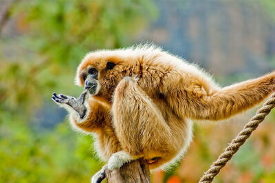 A White-handed gibbon
