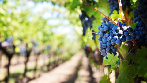 Winery