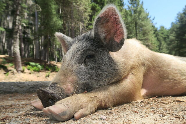 A wild piglet on Corsica