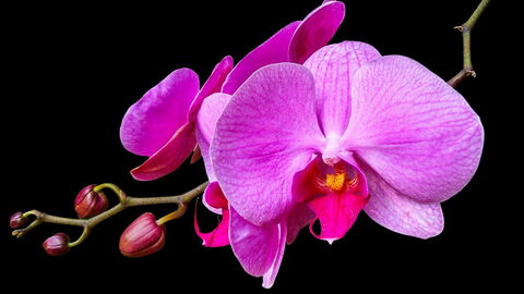A pink orchid