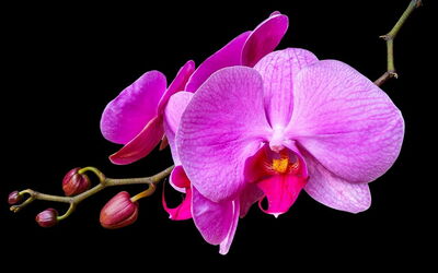 A pink orchid