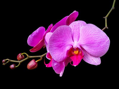 A pink orchid