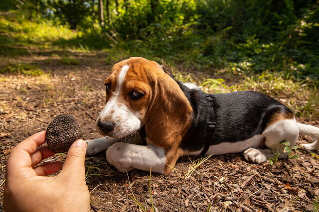 Truffle-hunting dog