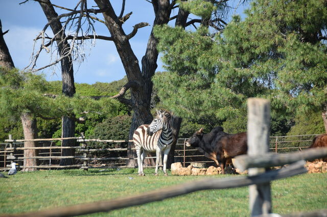 Brijuni Safari Park