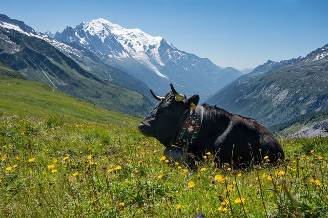 An alpine cow in Chamonix