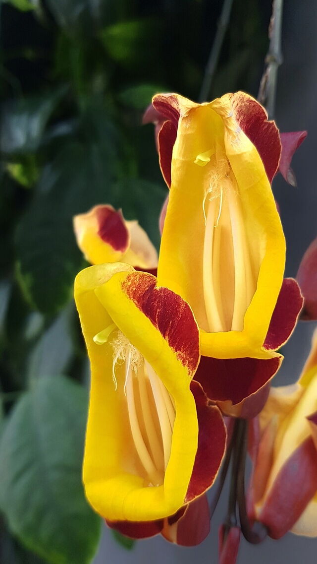 Orchid in the Orchidarium in Estepona