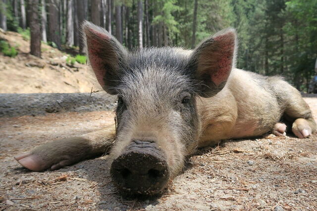 A wild pig in Corsica