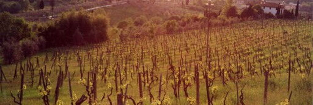 a photo of Vines at sunset in Tuscany