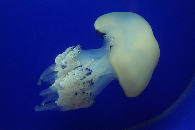 Jellyfish