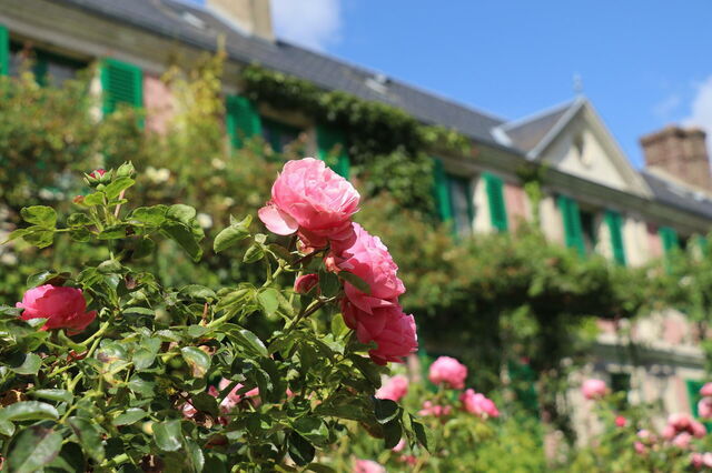 Roses in front of Monet's House