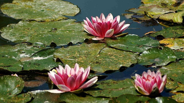 Water Lilies in Giverny