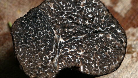 Winter truffle