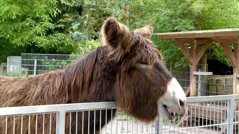 Poitou donkey