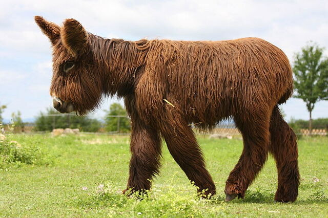 A poitou baby